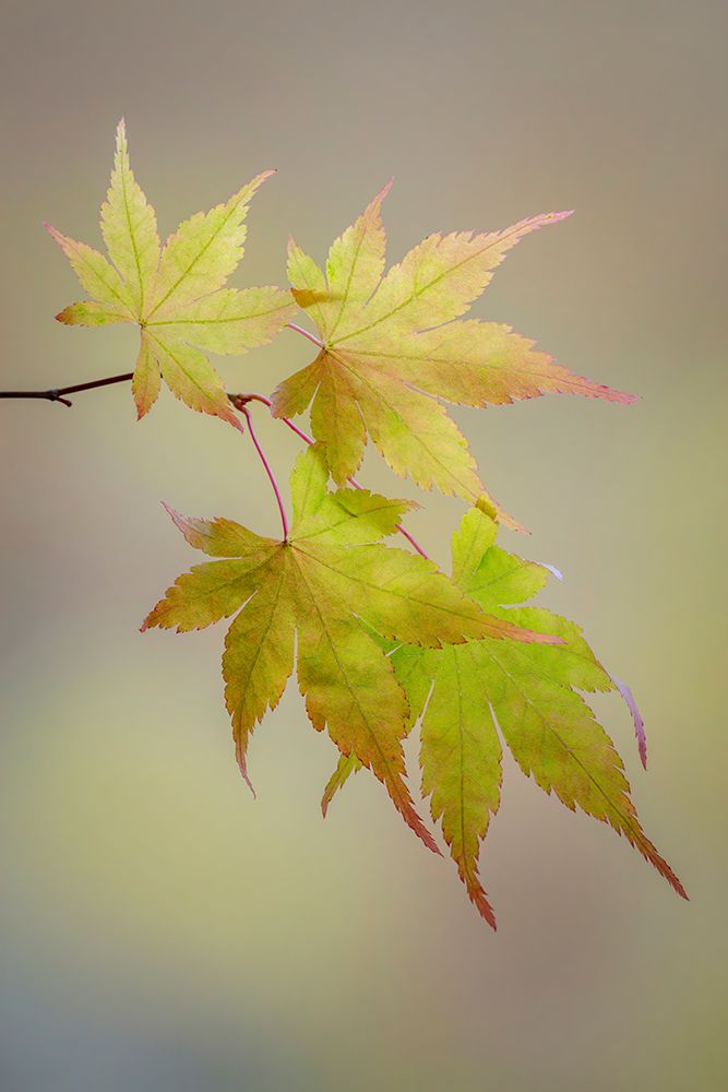 USA, Washington State, Seabeck. Japanese maple leaves in fall. art print by Jaynes Gallery for $57.95 CAD