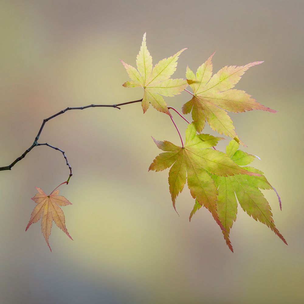 USA, Washington State, Seabeck. Japanese maple leaves in fall. art print by Jaynes Gallery for $57.95 CAD