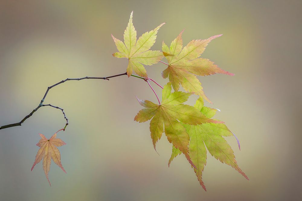 USA, Washington State, Seabeck. Japanese maple leaves in fall. art print by Jaynes Gallery for $57.95 CAD