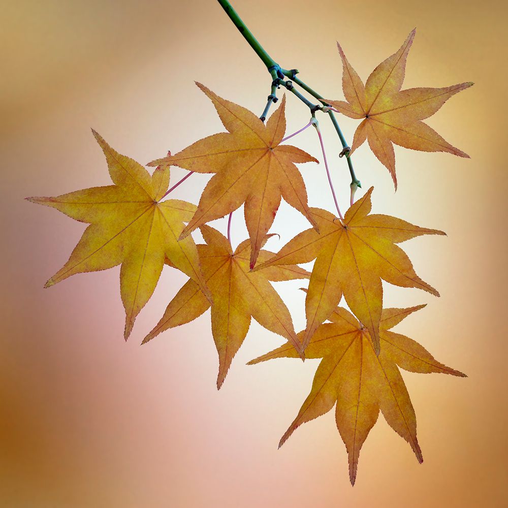 USA, Washington State, Seabeck. Japanese maple leaves in fall. art print by Jaynes Gallery for $57.95 CAD