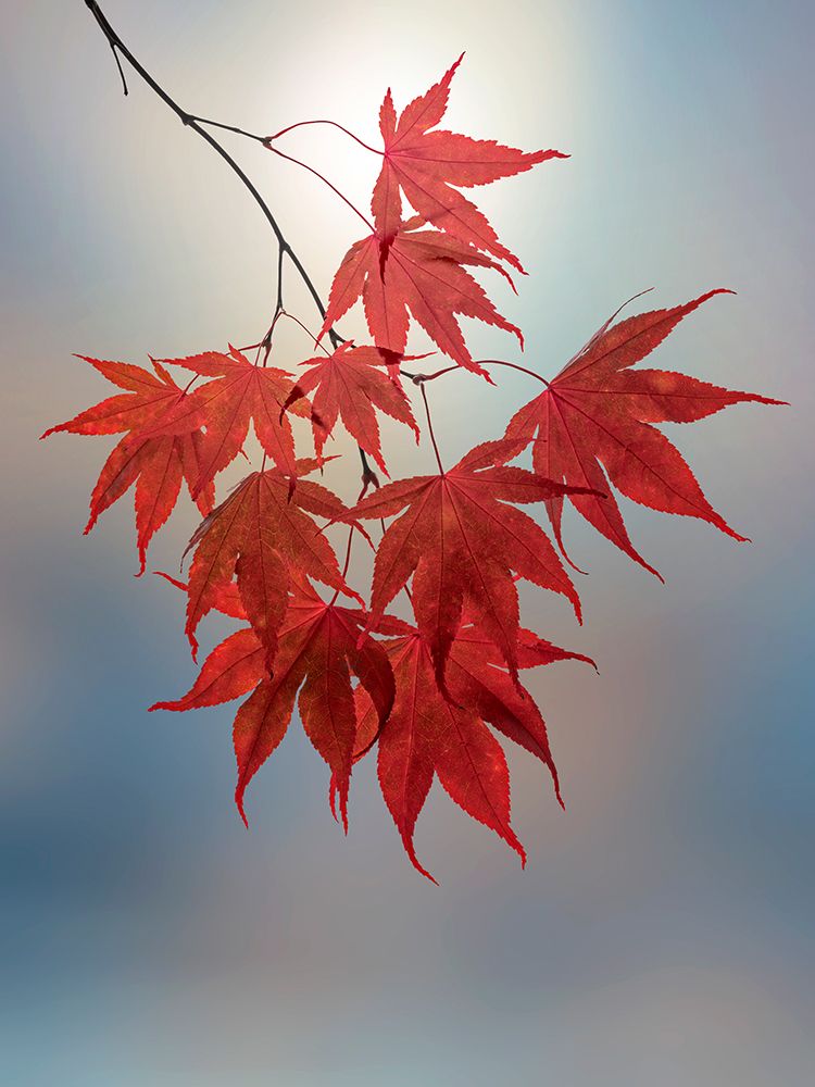 USA, Washington State, Seabeck. Japanese maple leaves in fall. art print by Jaynes Gallery for $57.95 CAD