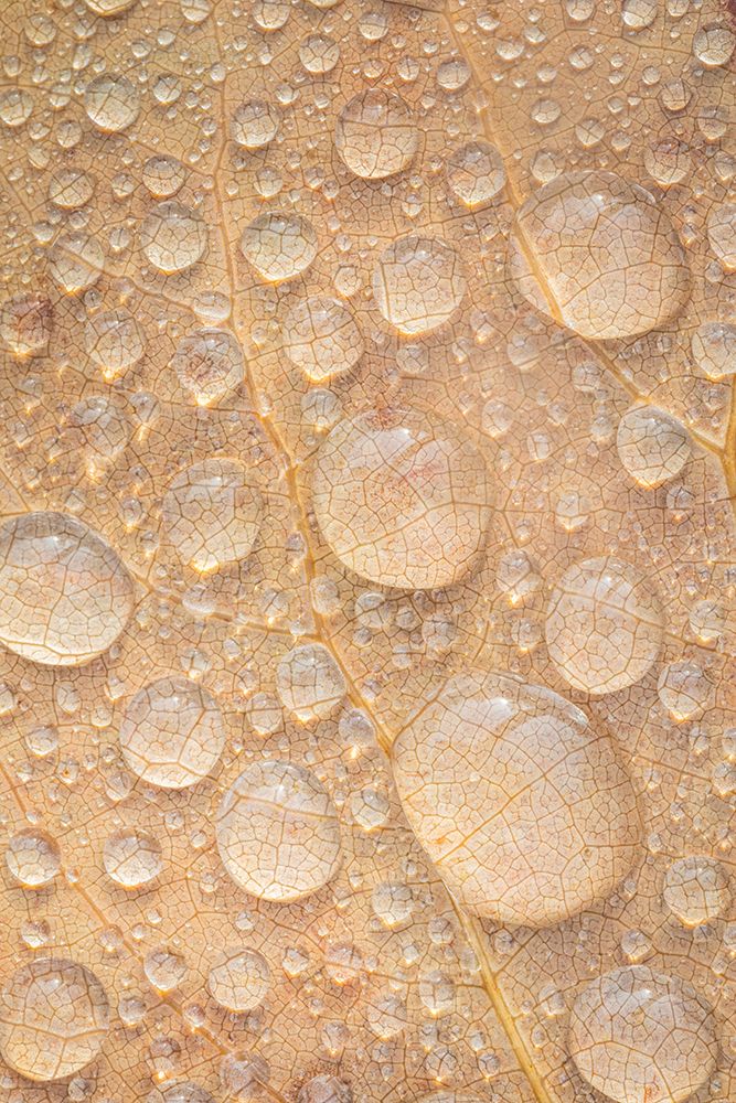 USA, Washington State, Seabeck. Tulip poplar leaf covered with raindrops. art print by Jaynes Gallery for $57.95 CAD
