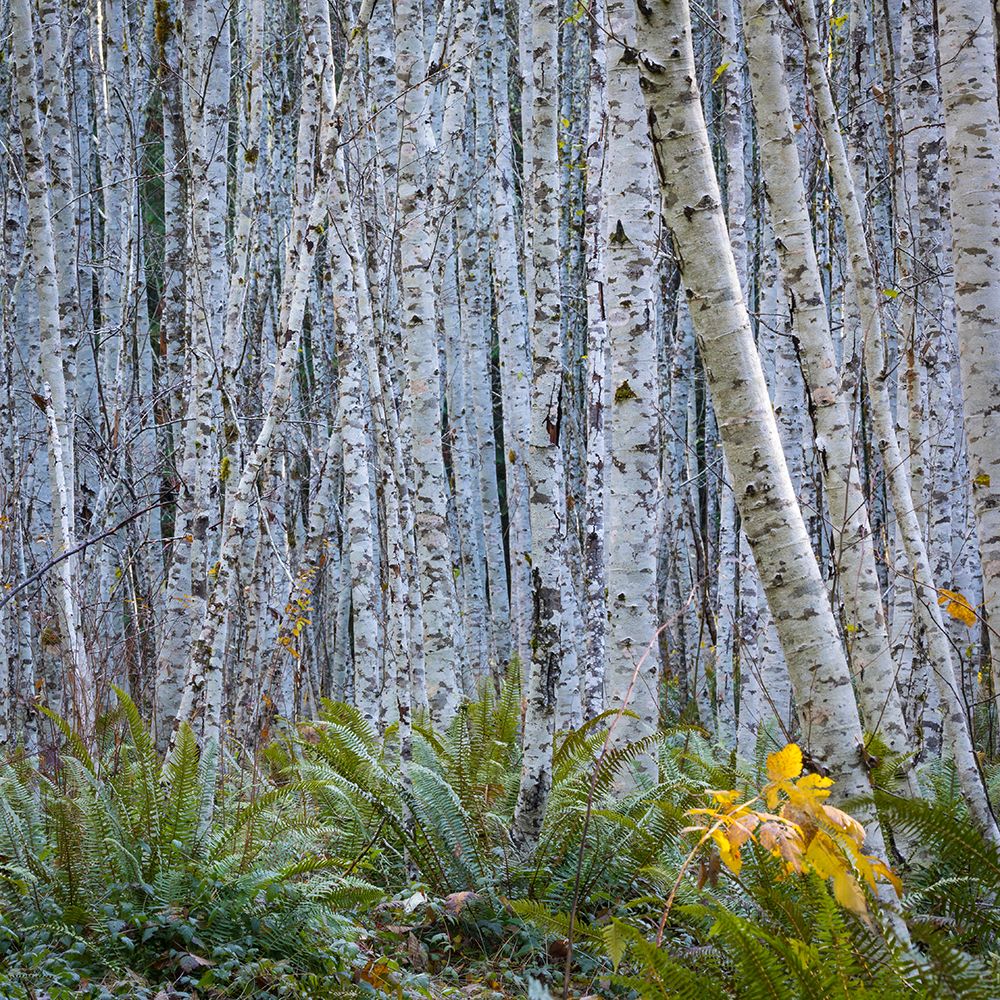USA, Washington State, Seabeck. Panoramic of young alder grove. art print by Jaynes Gallery for $57.95 CAD
