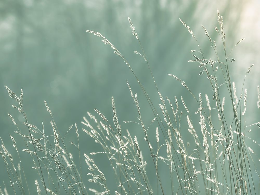 USA, Washington State, Seabeck. Close-up of grass seedheads. art print by Jaynes Gallery for $57.95 CAD