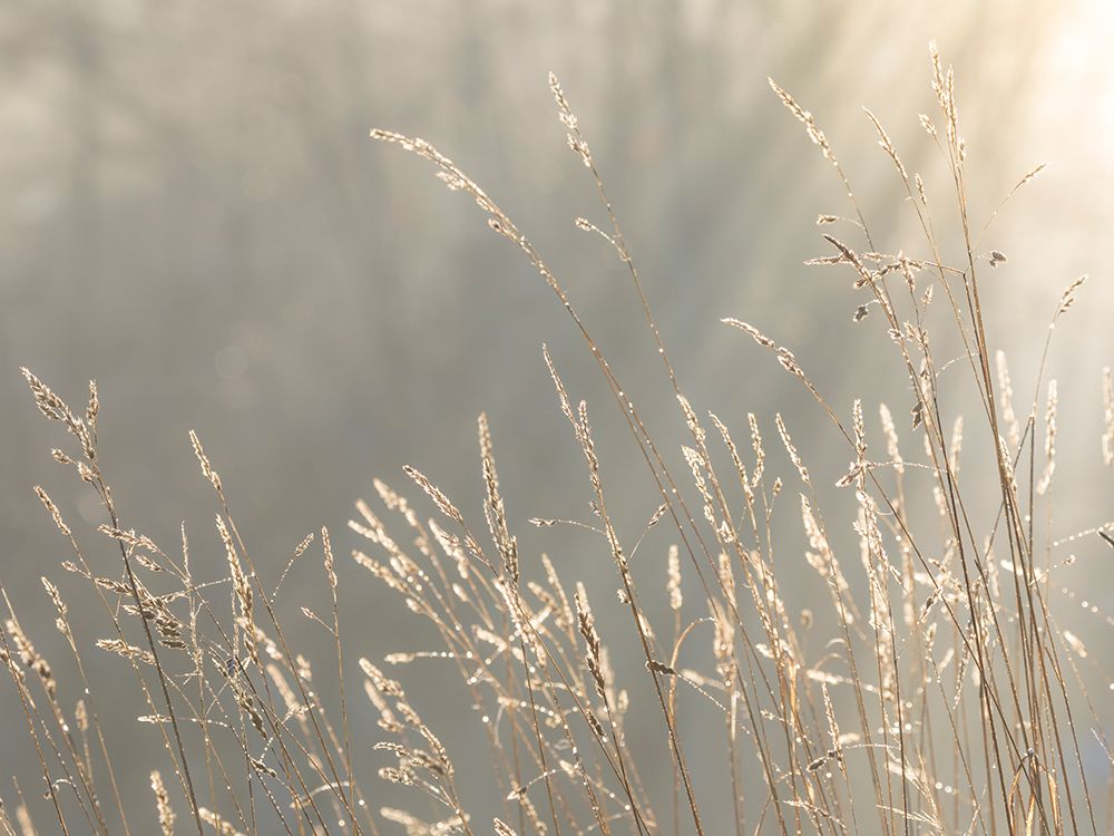 USA, Washington State, Seabeck. Close-up of grass seedheads. art print by Jaynes Gallery for $57.95 CAD