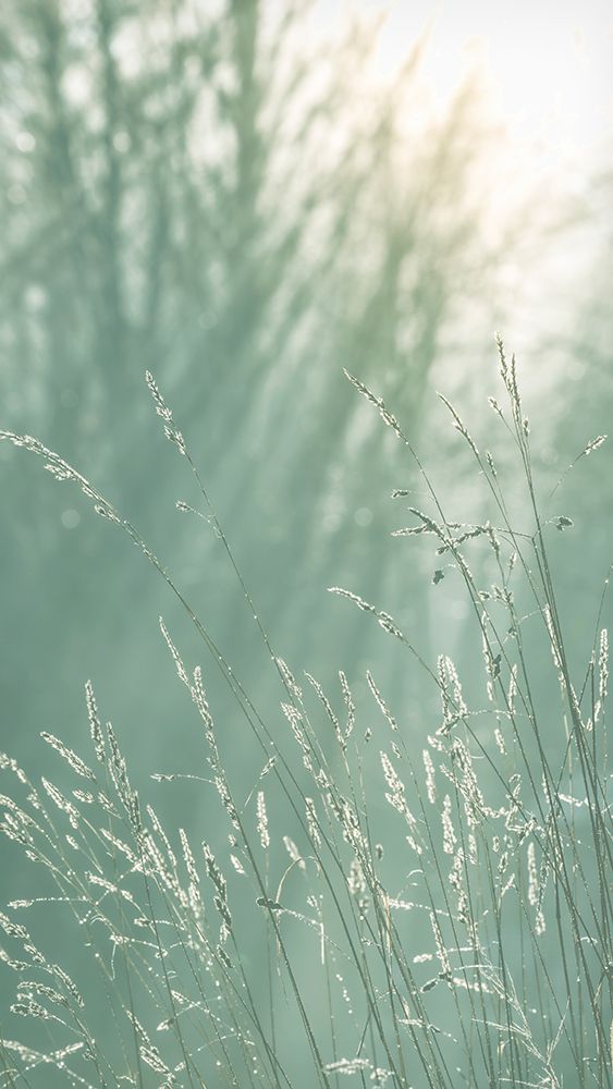 USA, Washington State, Seabeck. Close-up of grass seedheads. art print by Jaynes Gallery for $57.95 CAD