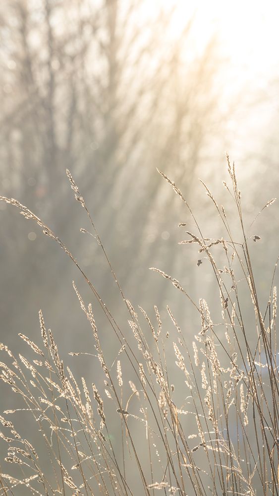 USA, Washington State, Seabeck. Close-up of grass seedheads. art print by Jaynes Gallery for $57.95 CAD