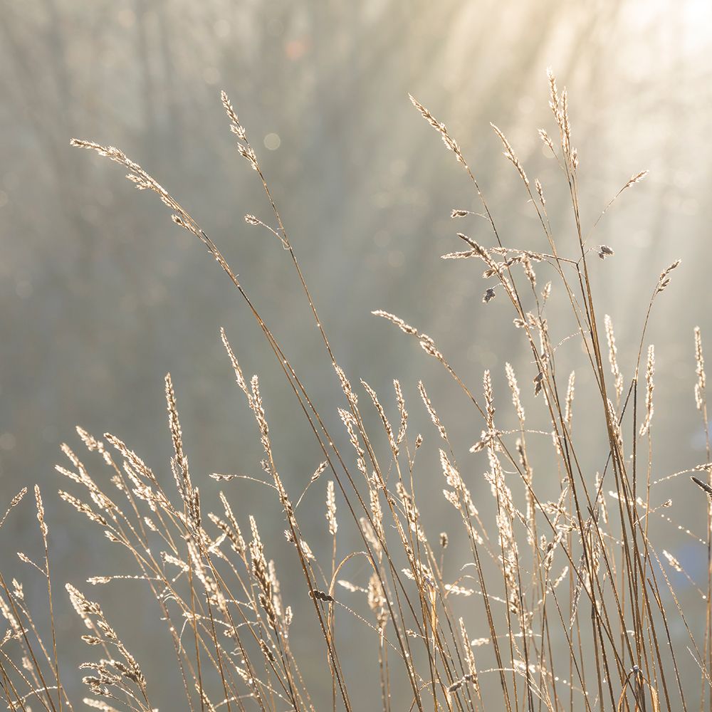 USA, Washington State, Seabeck. Close-up of grass seedheads. art print by Jaynes Gallery for $57.95 CAD