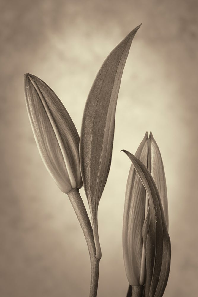 USA, Washington State, Seabeck. Black and white sepia of lily flower buds. art print by Jaynes Gallery for $57.95 CAD