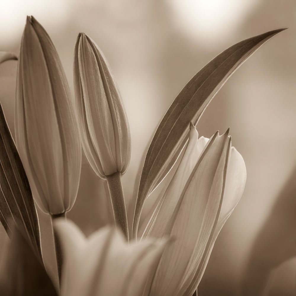 USA, Washington State, Seabeck. Black and white sepia of lily flower buds. art print by Jaynes Gallery for $57.95 CAD