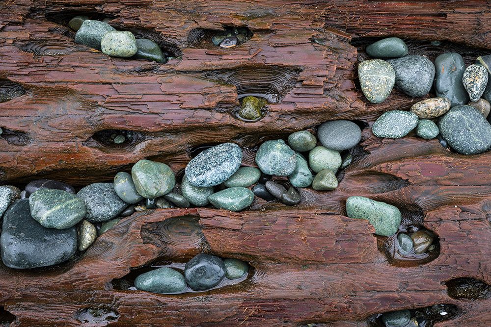 USA, Washington State, Fort Flagler State Park. Close-up of beach rocks and driftwood. art print by Jaynes Gallery for $57.95 CAD