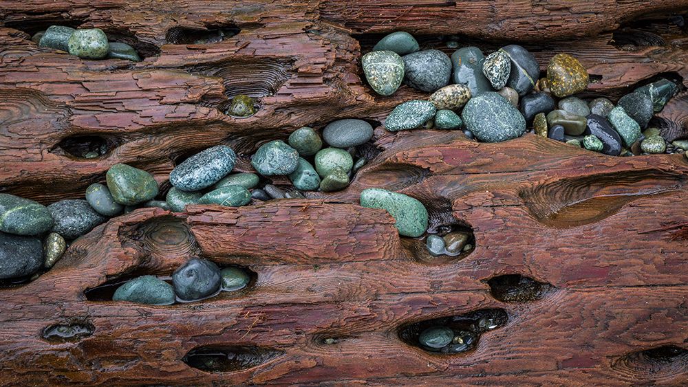 USA, Washington State, Fort Flagler State Park. Close-up of beach rocks and driftwood. art print by Jaynes Gallery for $57.95 CAD
