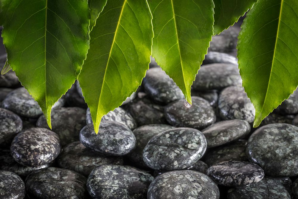 USA, Washington State, Kitsap County. Close-up of beach rocks and leaves. art print by Jaynes Gallery for $57.95 CAD