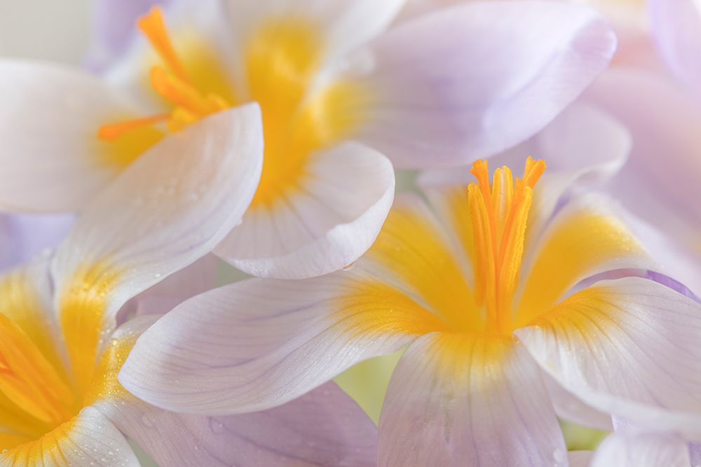 USA, Washington State, Seabeck. Close-up of crocus blooms. art print by Jaynes Gallery for $57.95 CAD