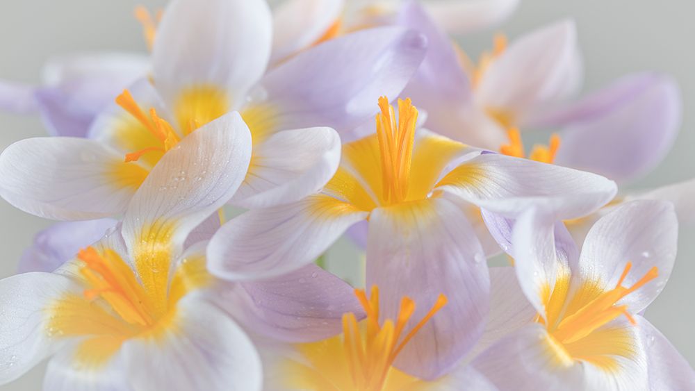USA, Washington State, Seabeck. Close-up of crocus blooms. art print by Jaynes Gallery for $57.95 CAD
