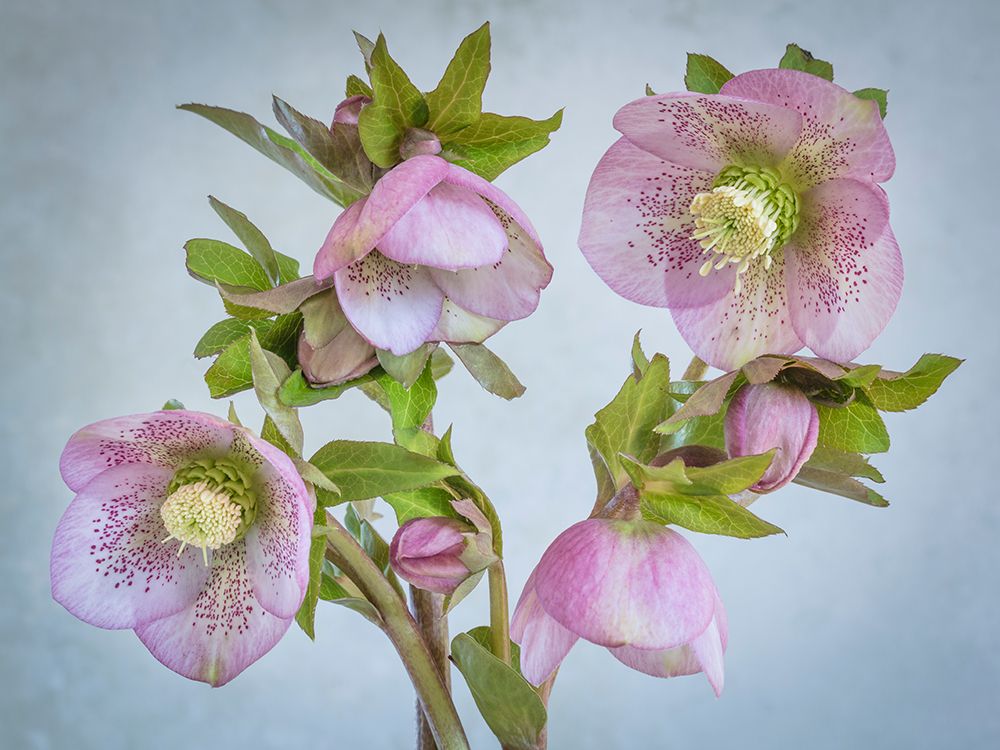 USA, Washington State, Seabeck. Close-up of hellebore blossoms. art print by Jaynes Gallery for $57.95 CAD