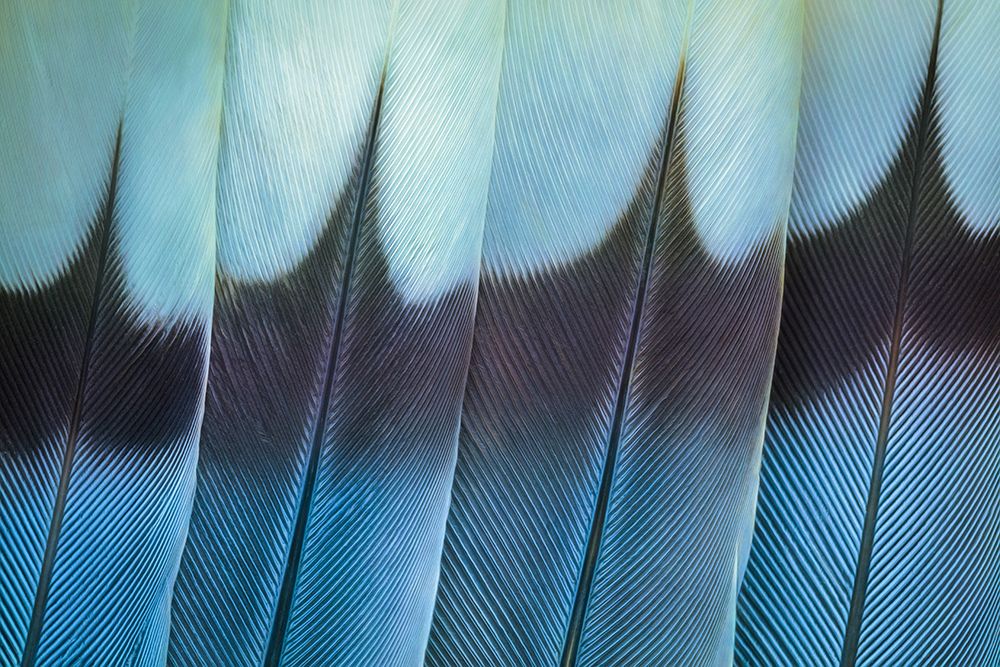 USA, Washington. Wing feathers of mourning dove. art print by Jaynes Gallery for $57.95 CAD
