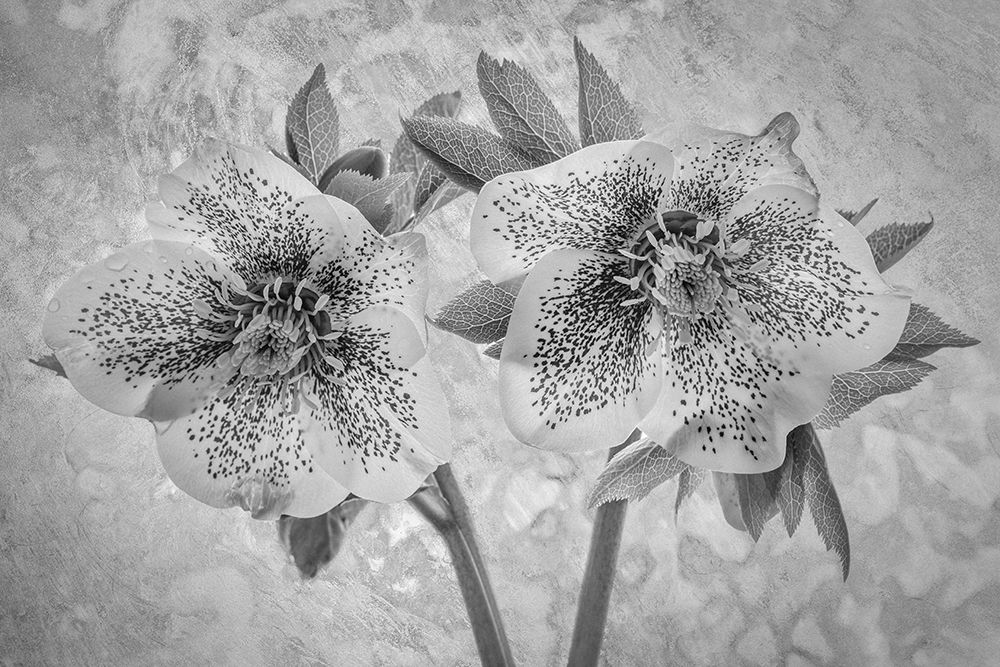 USA, Washington State, Seabeck. Close-up of hellebore blossoms. art print by Jaynes Gallery for $57.95 CAD