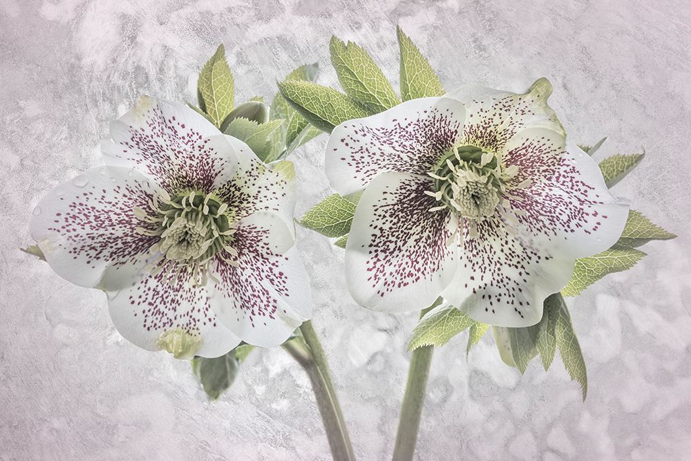 USA, Washington State, Seabeck. Close-up of hellebore blossoms. art print by Jaynes Gallery for $57.95 CAD