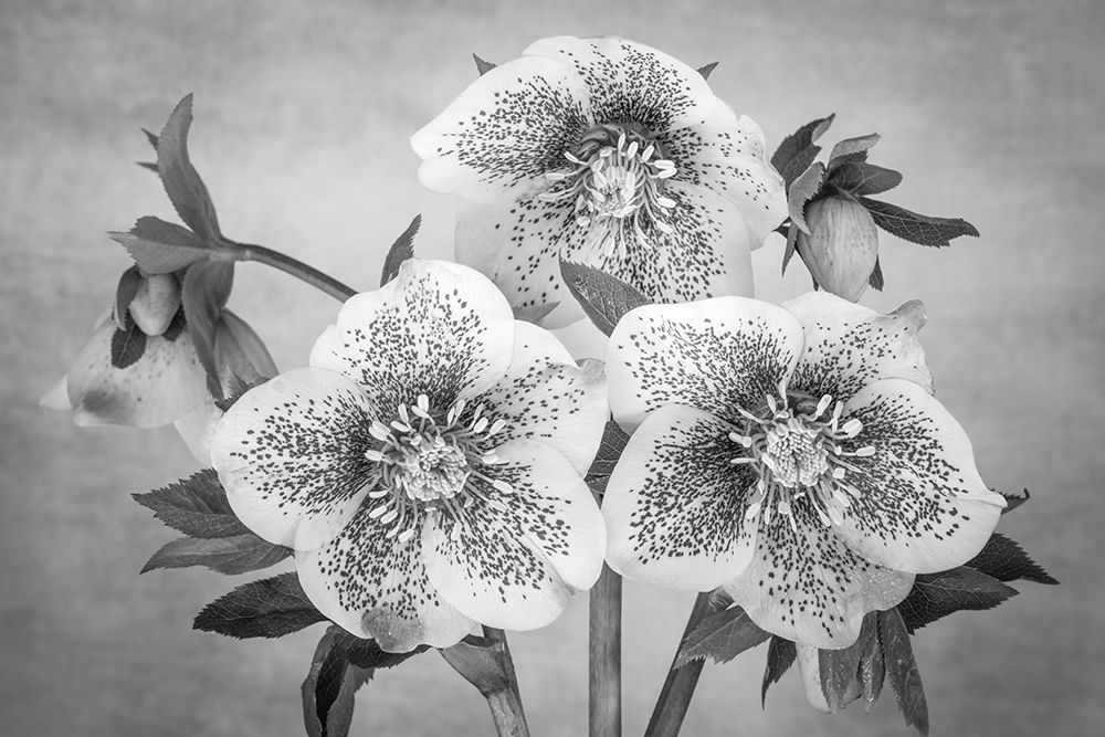 USA, Washington State, Seabeck. Black and white close-up of hellebore blossoms. art print by Jaynes Gallery for $57.95 CAD