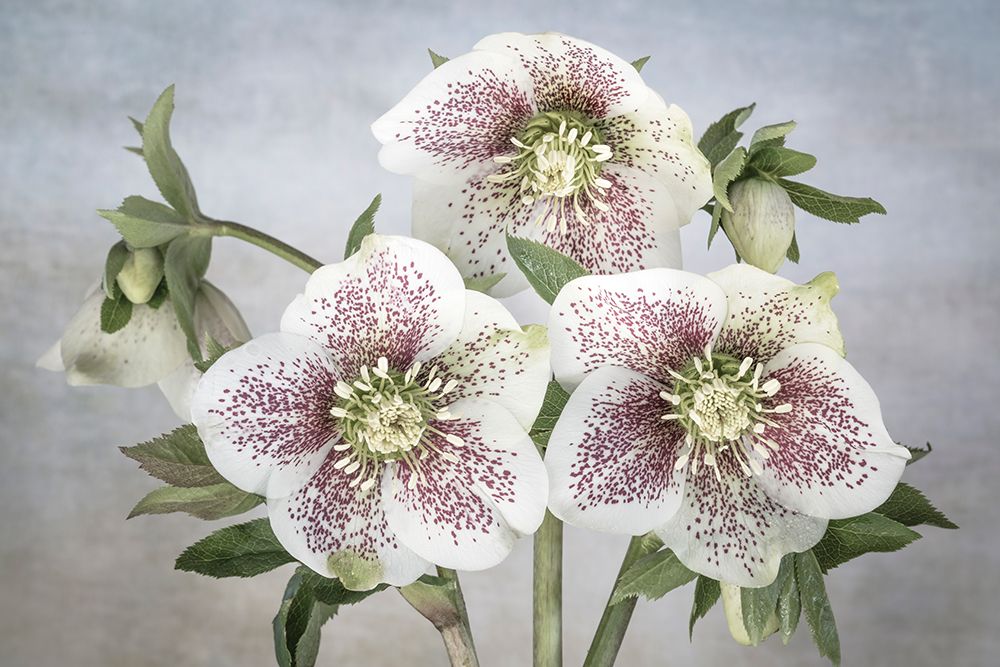 USA, Washington State, Seabeck. Close-up of hellebore blossoms. art print by Jaynes Gallery for $57.95 CAD