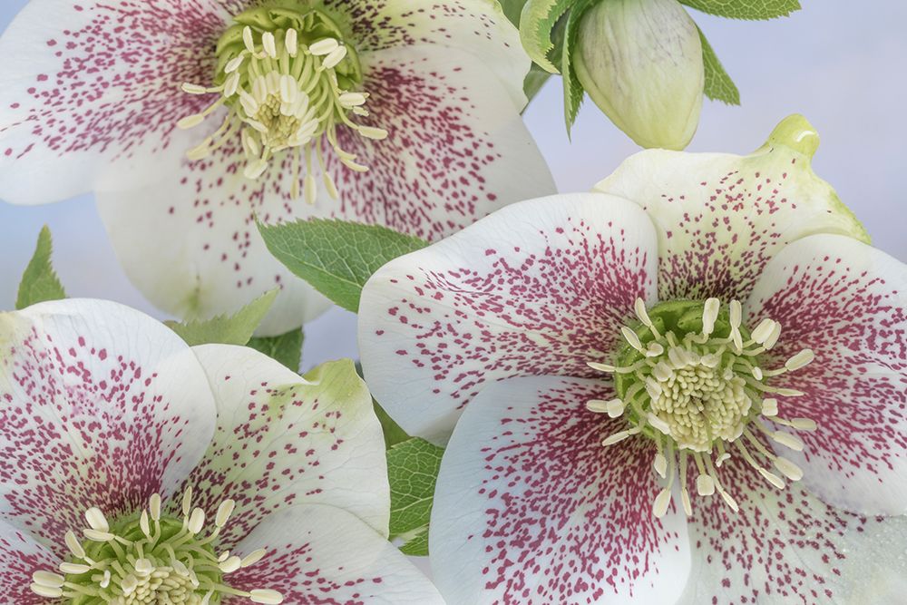 USA, Washington State, Seabeck. Close-up of hellebore blossoms. art print by Jaynes Gallery for $57.95 CAD