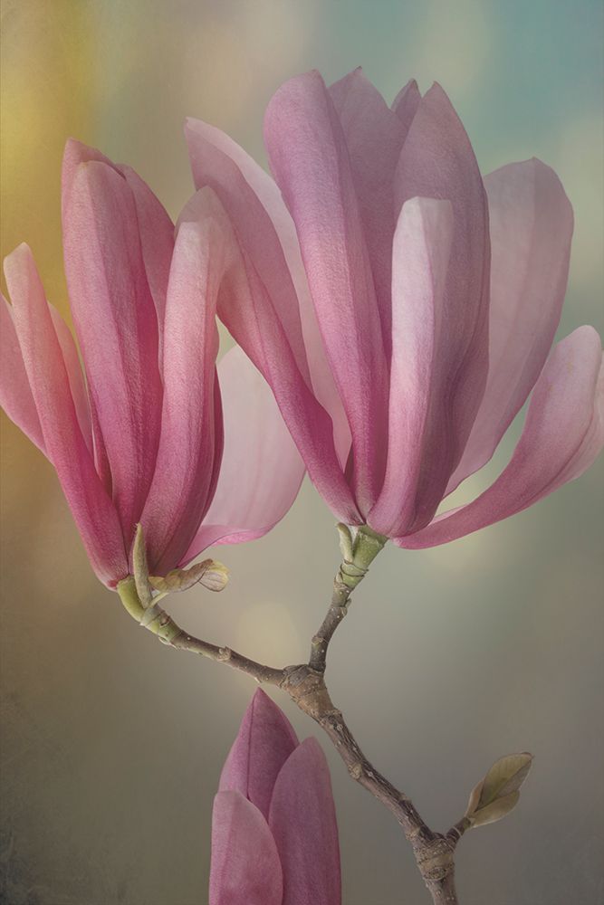 USA, Washington State, Seabeck. Close-up of tulip magnolia blossoms. art print by Jaynes Gallery for $57.95 CAD