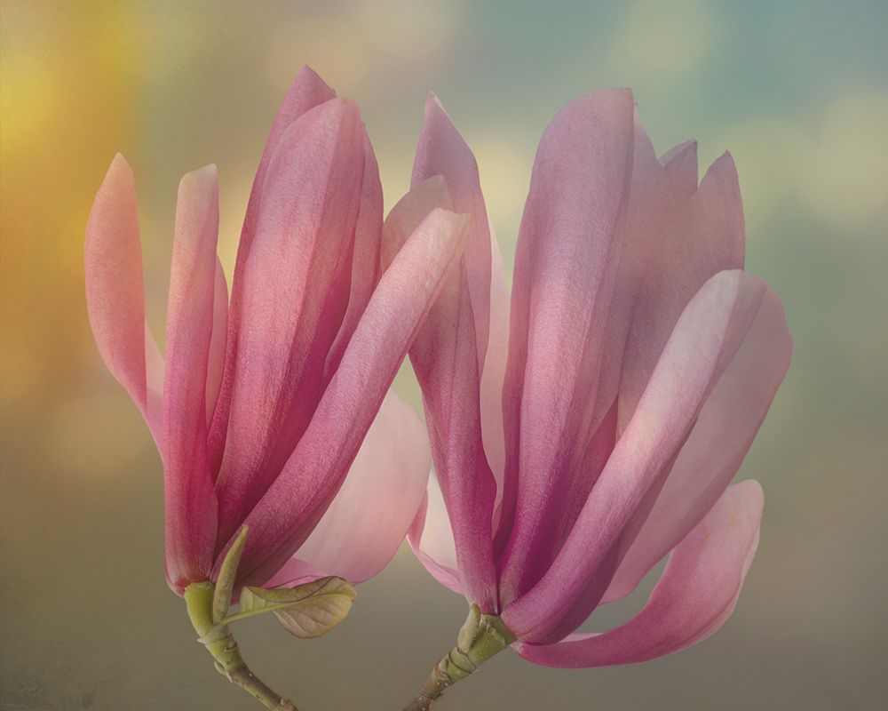 USA, Washington State, Seabeck. Close-up of tulip magnolia blossoms. art print by Jaynes Gallery for $57.95 CAD