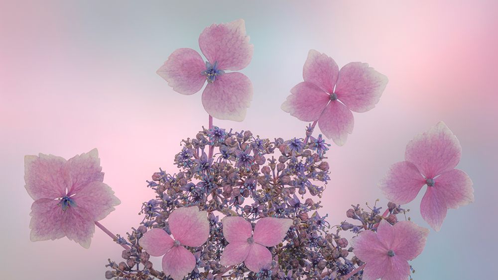 USA, Washington State, Seabeck. Close-up of hydrangea blossoms. art print by Jaynes Gallery for $57.95 CAD