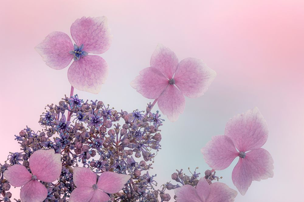 USA, Washington State, Seabeck. Close-up of hydrangea blossoms. art print by Jaynes Gallery for $57.95 CAD