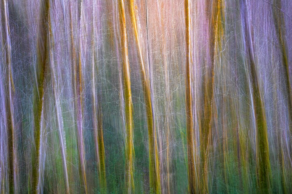 USA, Washington State, Guillemot Cove Nature Preserve. Alder tree abstract. art print by Jaynes Gallery for $57.95 CAD