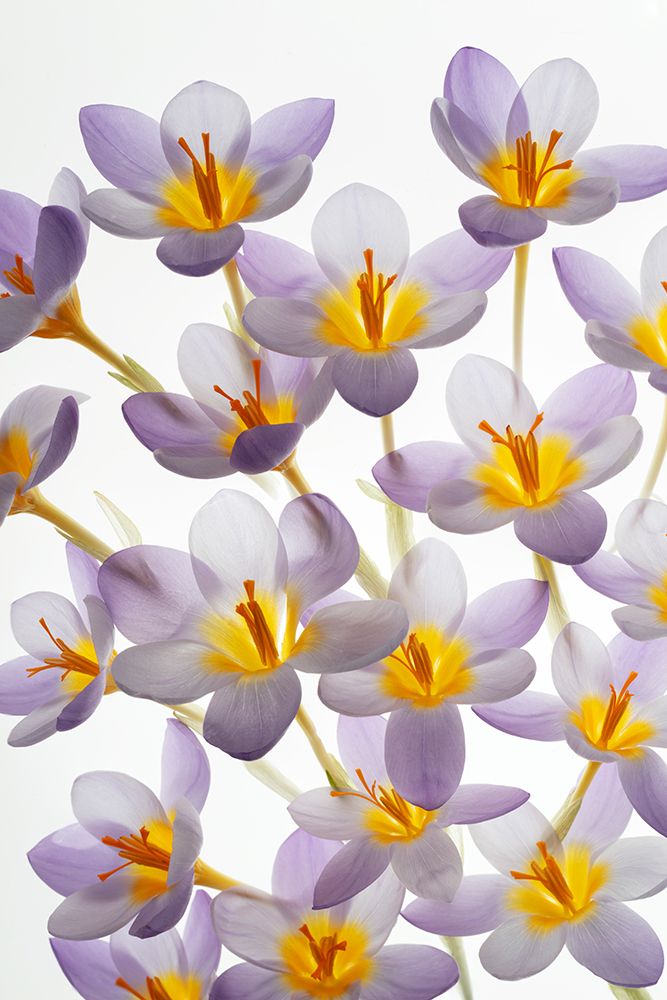 USA, Washington State, Seabeck. Close-up of crocus blooms. art print by Jaynes Gallery for $57.95 CAD