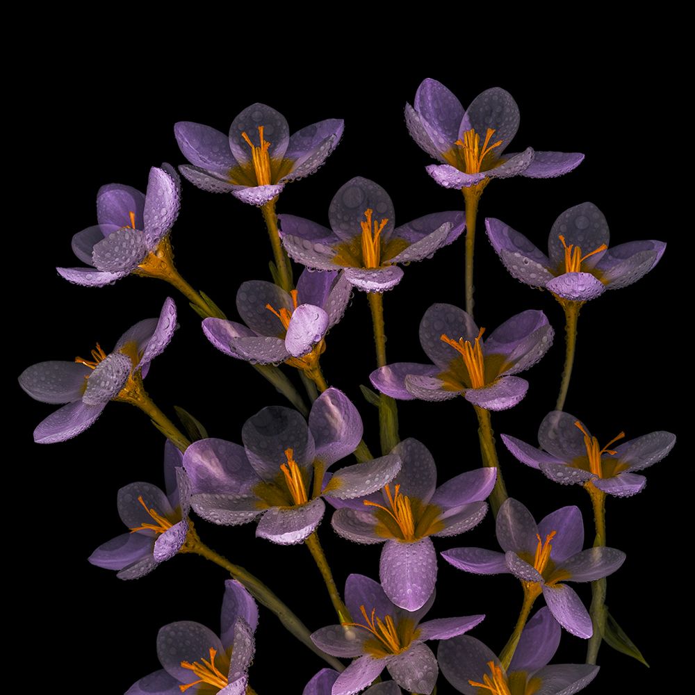 USA, Washington State, Seabeck. Close-up of crocus blooms. art print by Jaynes Gallery for $57.95 CAD