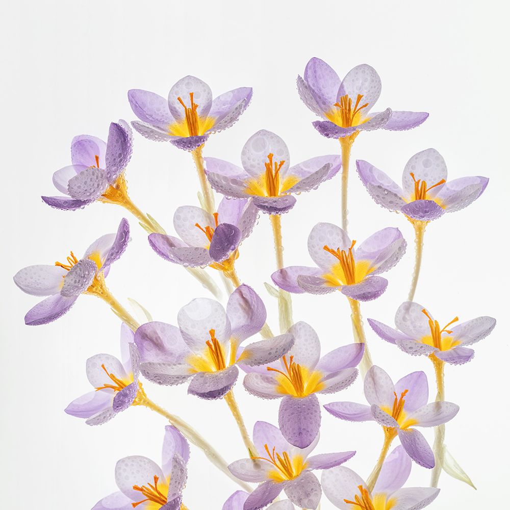USA, Washington State, Seabeck. Close-up of crocus blooms. with dew. art print by Jaynes Gallery for $57.95 CAD