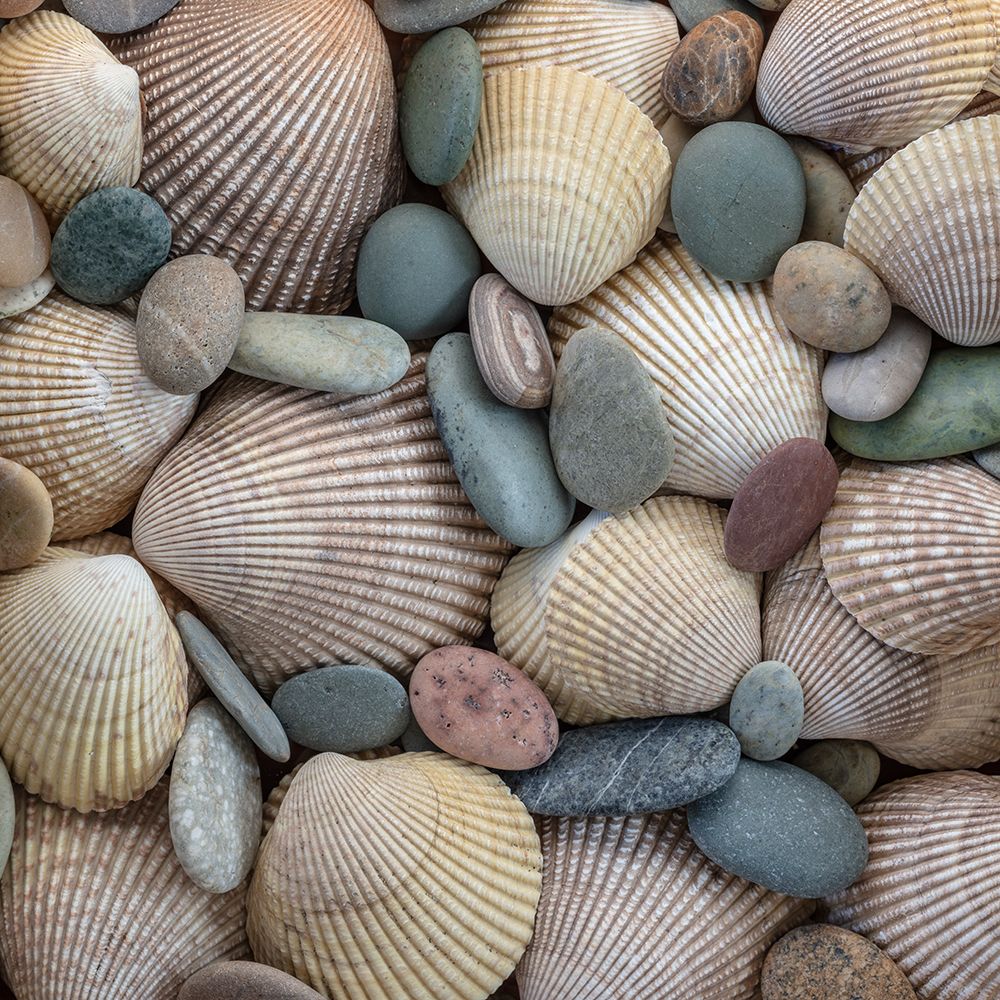 USA, Washington State, Seabeck. Close-up of cockle shells and beach rocks. art print by Jaynes Gallery for $57.95 CAD