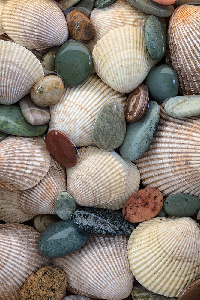USA, Washington State, Seabeck. Close-up of cockle shells and beach rocks. art print by Jaynes Gallery for $57.95 CAD