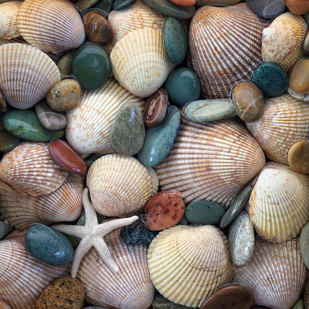 USA, Washington State, Seabeck. Close-up of cockle shells and beach rocks. art print by Jaynes Gallery for $57.95 CAD