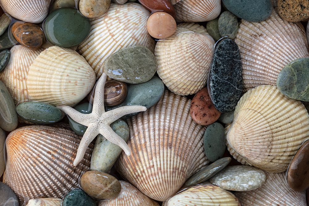 USA, Washington State, Seabeck. Close-up of cockle shells and beach rocks. art print by Jaynes Gallery for $57.95 CAD
