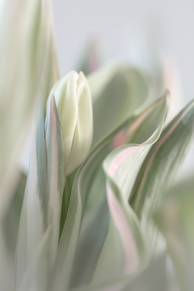 USA, Washington State, Seabeck. Close-up of tulip in bud. art print by Jaynes Gallery for $57.95 CAD