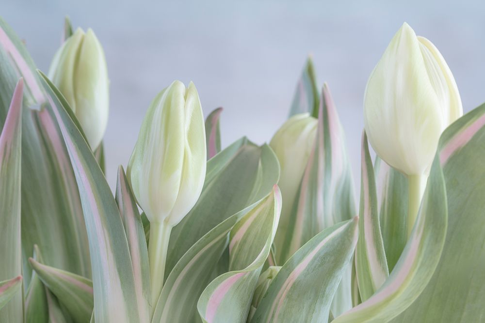 USA, Washington State, Seabeck. Close-up of tulip in bud. art print by Jaynes Gallery for $57.95 CAD