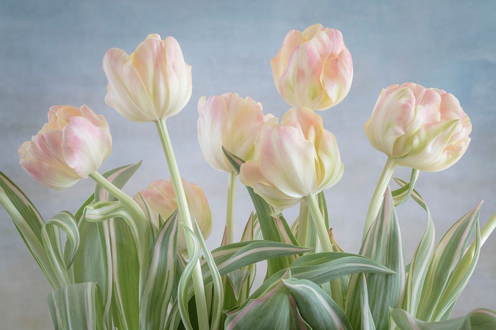 USA, Washington State, Seabeck. Close-up of tulip flowers. art print by Jaynes Gallery for $57.95 CAD