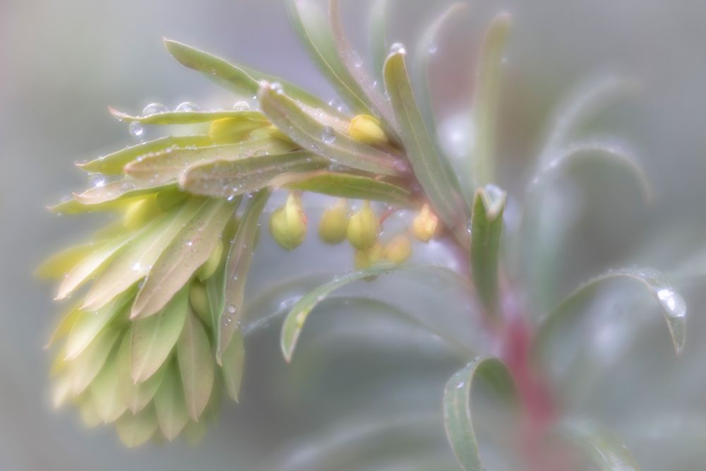 USA, Washington State, Seabeck. Close-up of buds of hellebore flowers. art print by Jaynes Gallery for $57.95 CAD