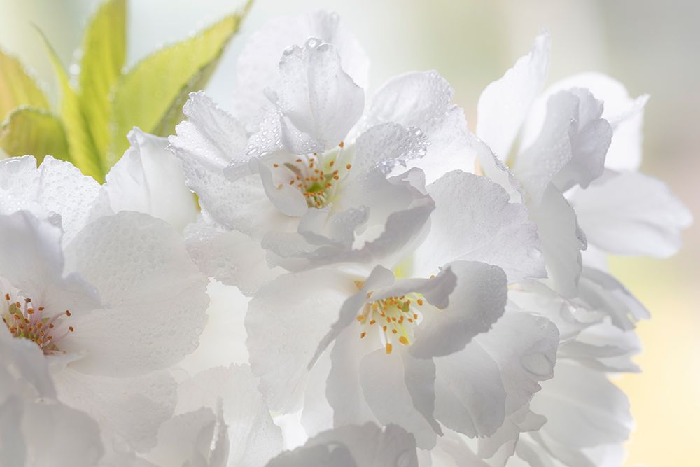 USA, Washington State, Seabeck. Fuji cherry blossoms close-up. art print by Jaynes Gallery for $57.95 CAD