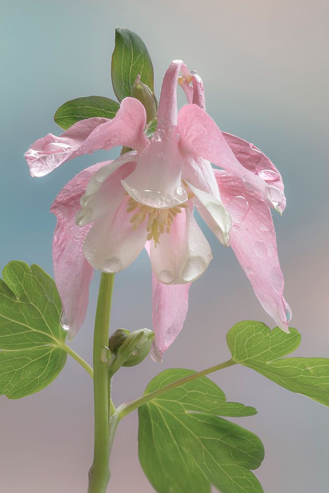 USA, Washington State, Seabeck. Dew-covered columbine flower close-up. art print by Jaynes Gallery for $57.95 CAD