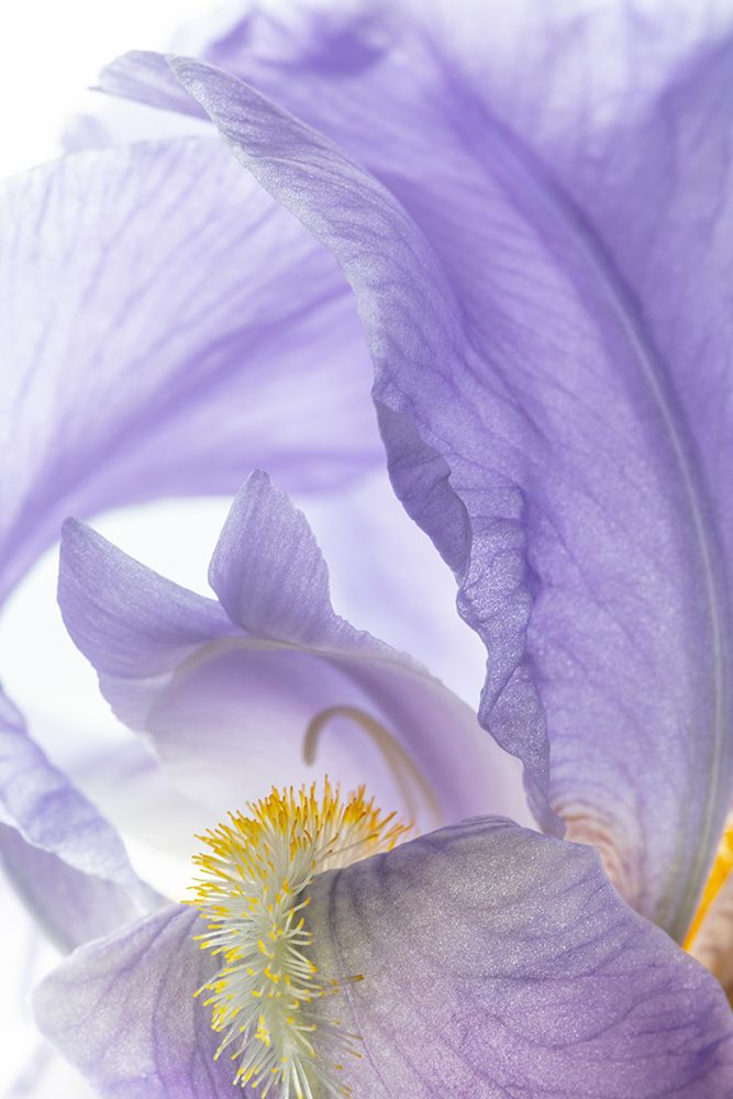 USA, Washington State, Seabeck. Close-up of purple iris flower. art print by Jaynes Gallery for $57.95 CAD