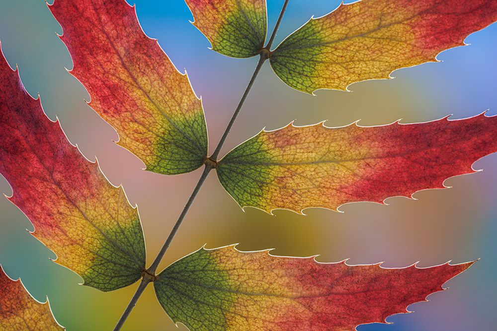 USA, Washington State, Seabeck. Close-up of backlit Oregon grape leaves in autumn color. art print by Jaynes Gallery for $57.95 CAD