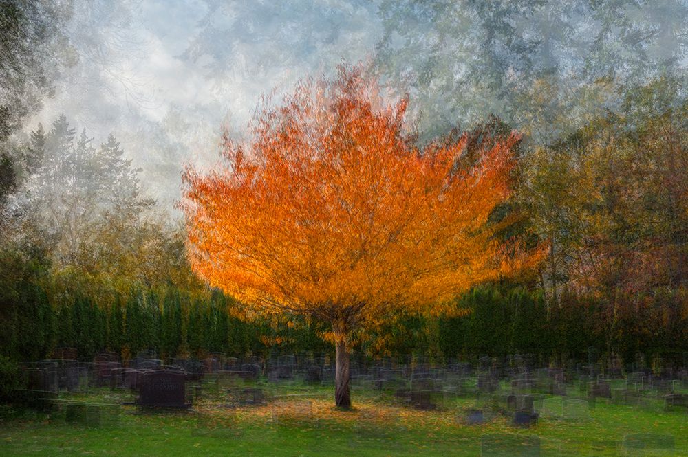 USA, Washington State, Bellingham. Composite abstract of tree in autumn colors in cemetery. art print by Jaynes Gallery for $57.95 CAD