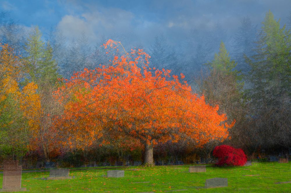USA, Washington State, Bellingham. Composite abstract of tree in autumn colors in cemetery. art print by Jaynes Gallery for $57.95 CAD
