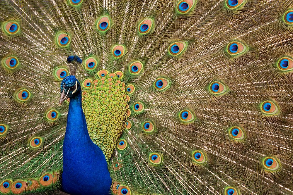 USA, Washington State, Seabeck. Peacock showing full feather display. art print by Jaynes Gallery for $57.95 CAD