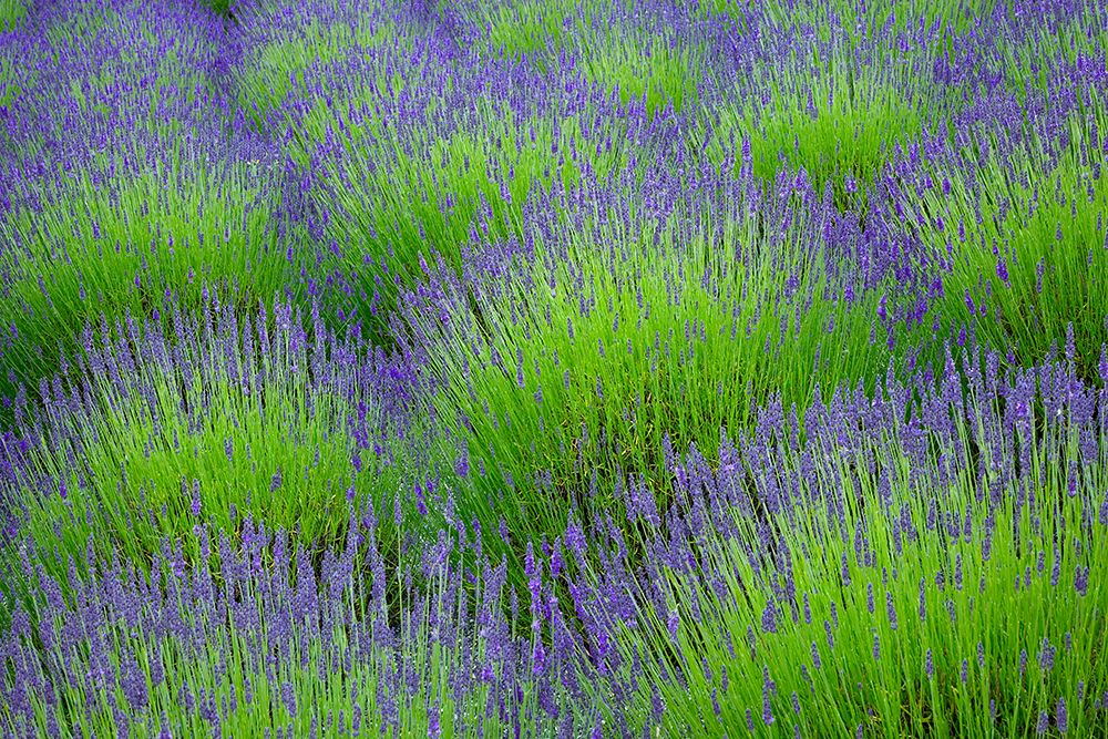USA, Washington State, Seabeck. Lavender garden. art print by Jaynes Gallery for $57.95 CAD